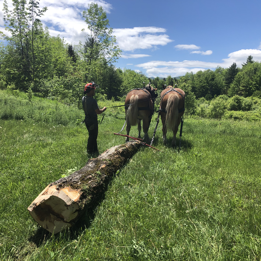 Logger with Environmental Intentions Joins Council — Vermont Wood Works Council